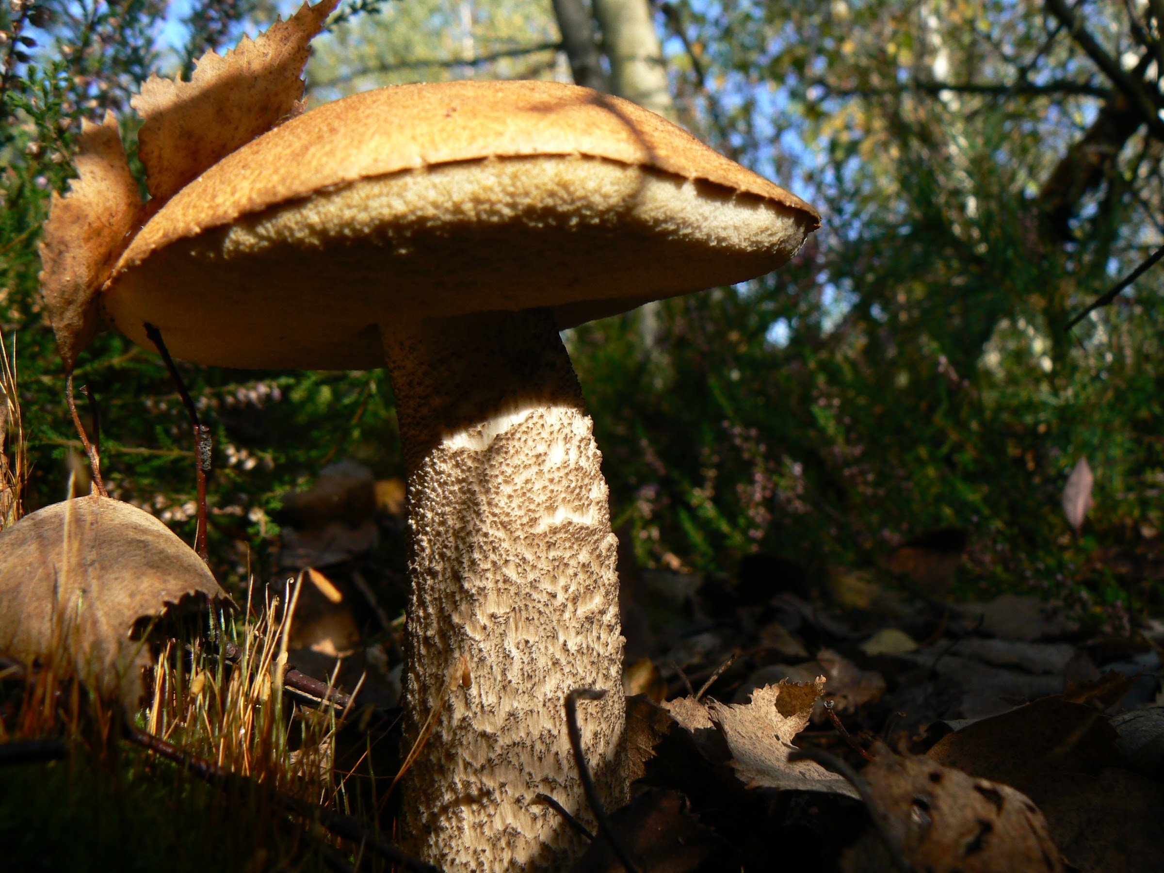 Puszcza Biała (White Forest)